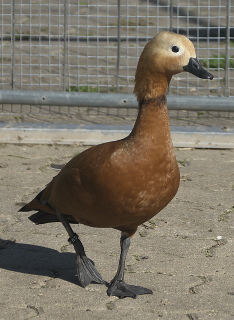 目标
